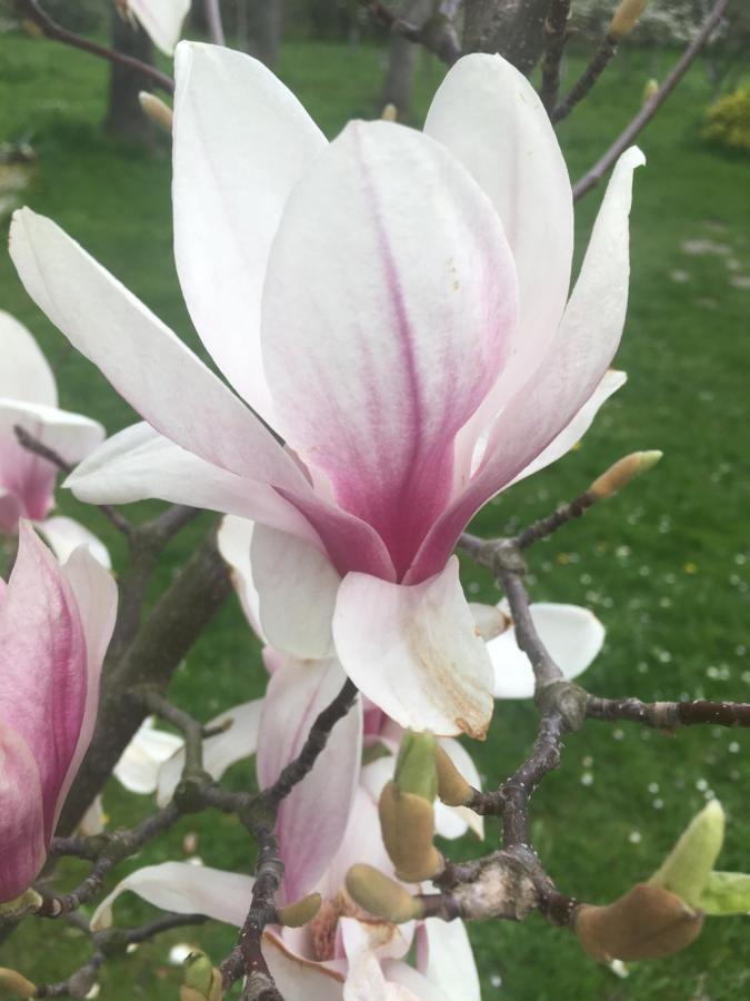 Sady Blotnica Dom Goscinny Prusy  المظهر الخارجي الصورة